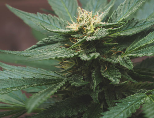 HCN Guide to Growing Cannabis