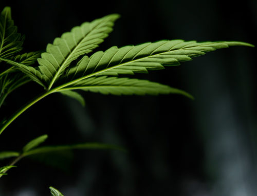 US House Votes To Legalize Cannabis With Passing of MORE Act