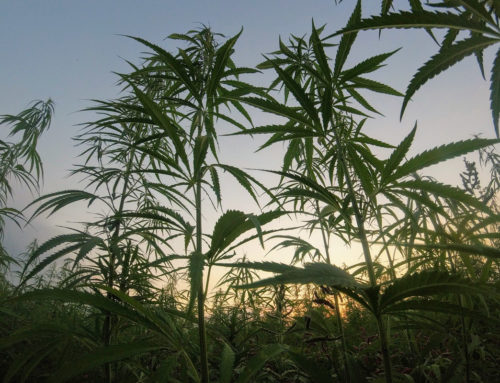 Growing Basics – Gas Lantern Technique