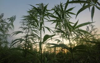 hemp crop