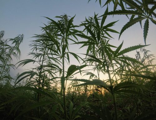 UN Approves WHO Recommendation On Rescheduling Medical Cannabis