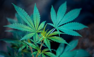 raw cannabis