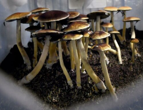 Colorado Issues Initial Psilocybin Business Licenses