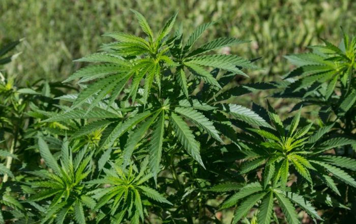 Hemp Fiber Market