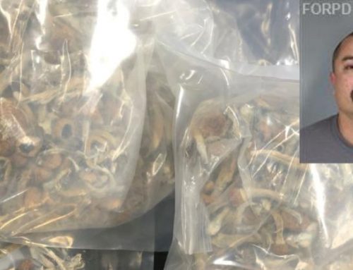 Ketamine and 2 Pounds of Psilocybin Seized by Police in Fortuna; One Arrested
