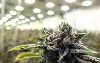 Global Cannabis Beverages