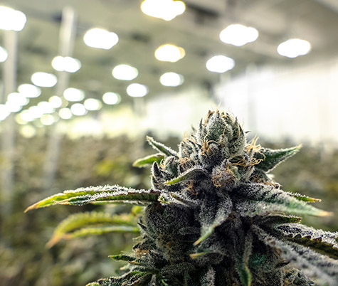 Global Cannabis Beverages