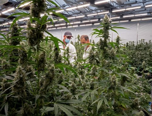 DaySavers Introduces ‘Higher Potential’ Scholarship with Over $25,000 in Cannabis Education Awards