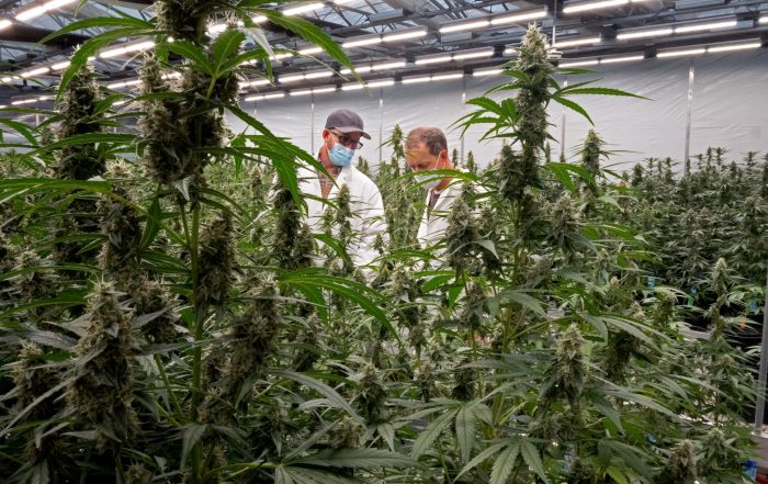 Phylos Named in mg Magazine's 50 Best Companies to Work for in Cannabis