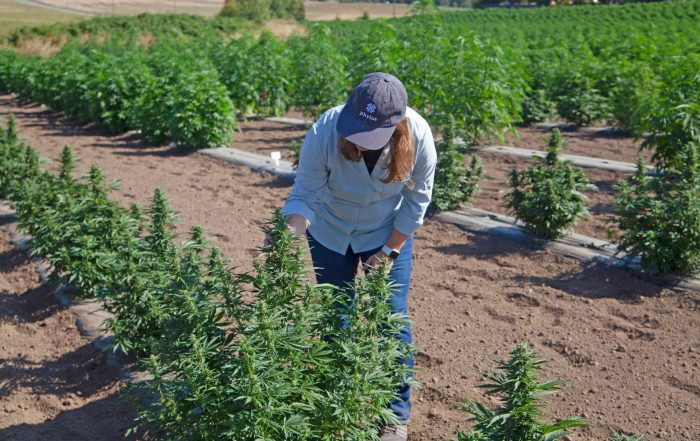 Phylos Named in mg Magazine's 50 Best Companies to Work for in Cannabis