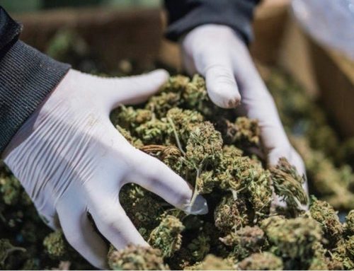 Thailand Implements Stricter Cannabis Regulations