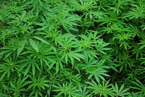 Medical Marijuana Market