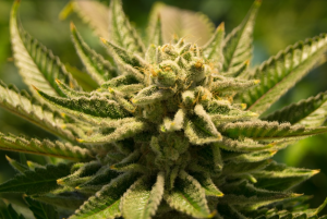 Cannabidiol (CBD) API Market