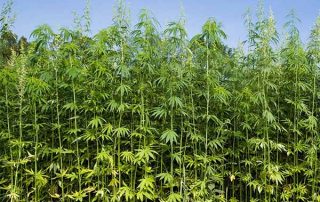 Global Industrial Hemp Market size