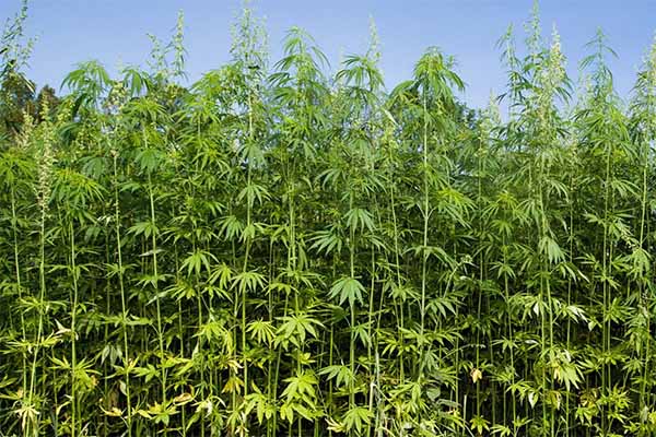 17-24-billion-global-industrial-hemp-market-size-rise-at-16-9-cagr