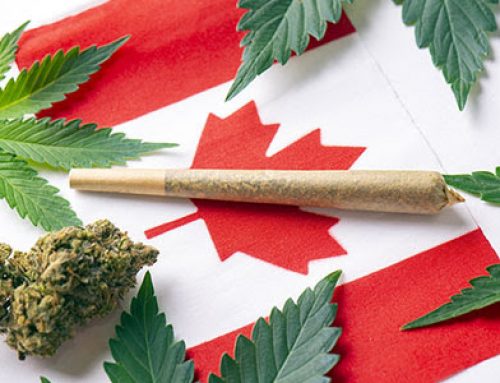 Canada: Growing Percentage of Cannabis Consumers Transitioning to the Legal Marketplace