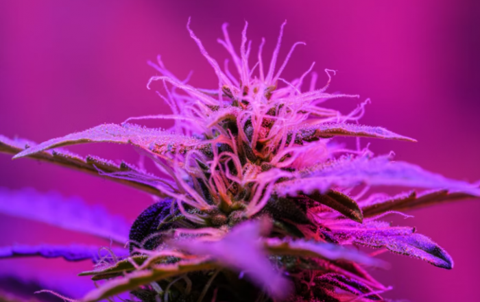 Global Legal Marijuana Market size