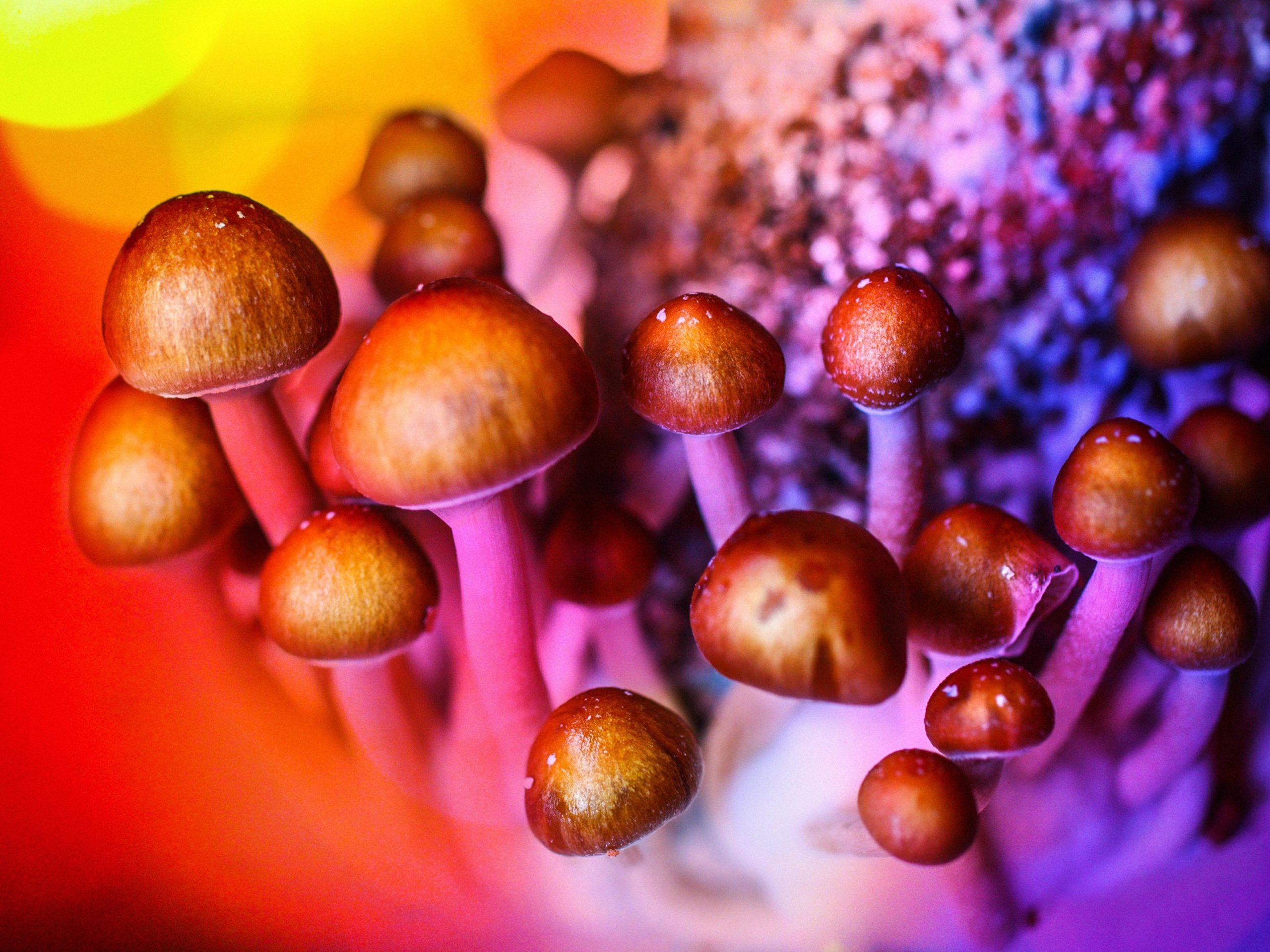 psychedelic medicines