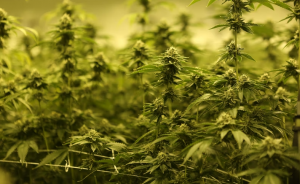 cannabis cultivation market