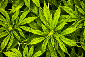CBD, Global Cannabidiol Market