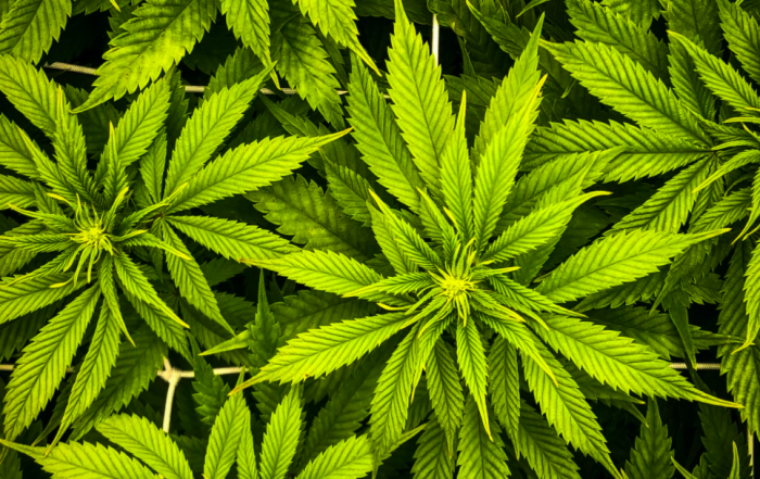CBD, Global Cannabidiol Market