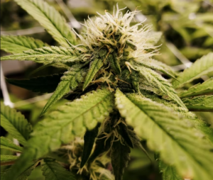 Global cannabis market