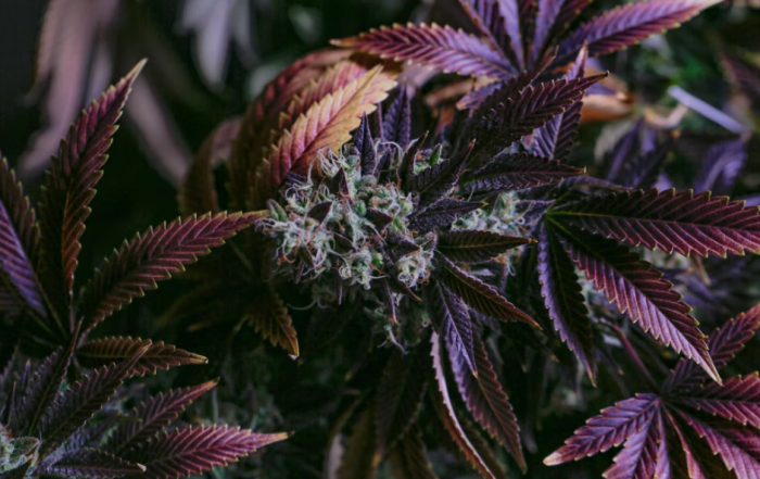 Medical Marijuana Market