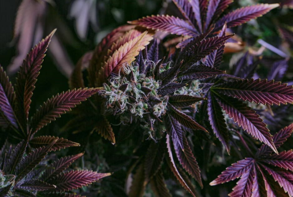 Medical Marijuana Market