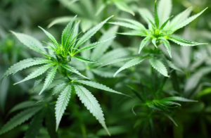 Cannabis Market
