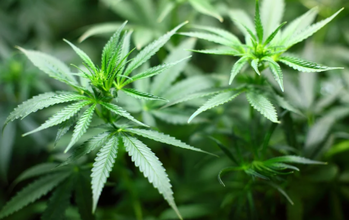 Cannabis Market