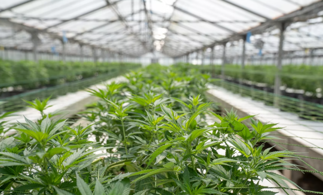 global CBD market, Cannabis Market