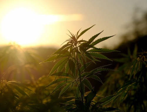 South Dakota Moves Toward Adult-Use Cannabis Legalization