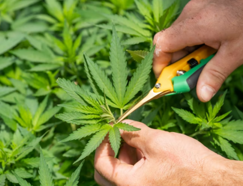 The Legal Cannabis Industry Unites in a Class Action Against Major Canadian Banks
