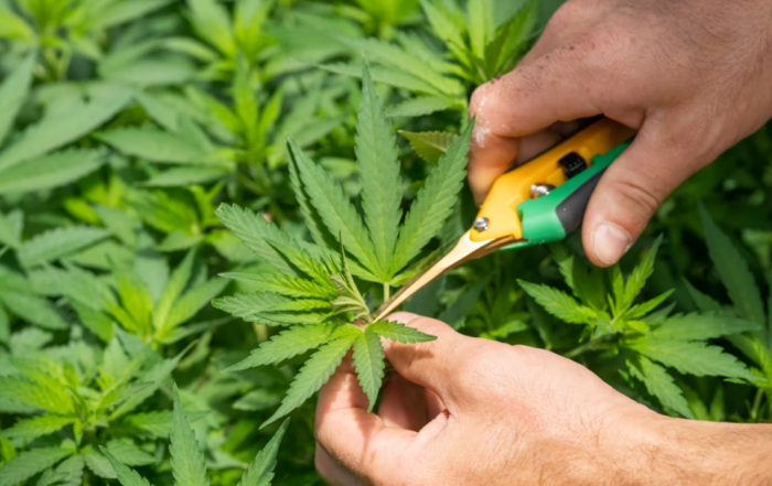 global legal cannabis market, Legal Cannabis Industry