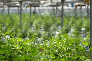 Industrial Hemp Market