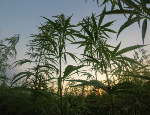 Proposed Amendment Aims to Toughen Penalties for Kansas Hemp Farmers with High THC Levels
