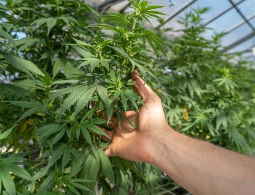 Hawaii Lawmakers Deliberate on Trio of Cannabis Legalization Proposals