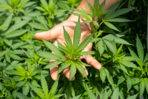 Cannabis Oil Market, Medical Cannabis Products