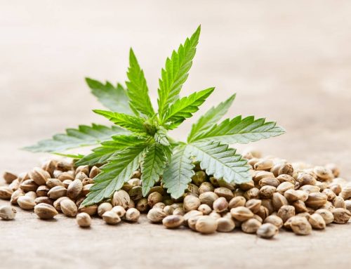 DEA Acknowledged Cannabis Seeds, Tissue Cultures, and Genetic Material Do Not Fall Under the Controlled Substances Act