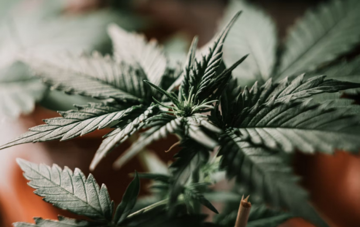 Ayr Wellness - Adult-Use Cannabis