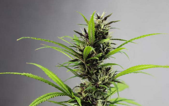 CBD Oil Market