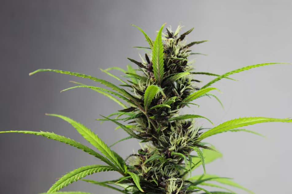 CBD Oil Market