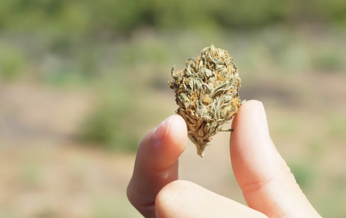 Cannabis Use in Canada, Cannabis Packaging Market