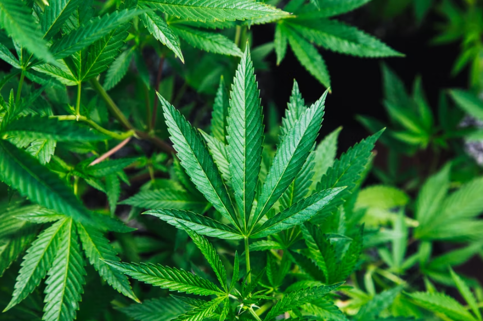Medical Cannabis Companies