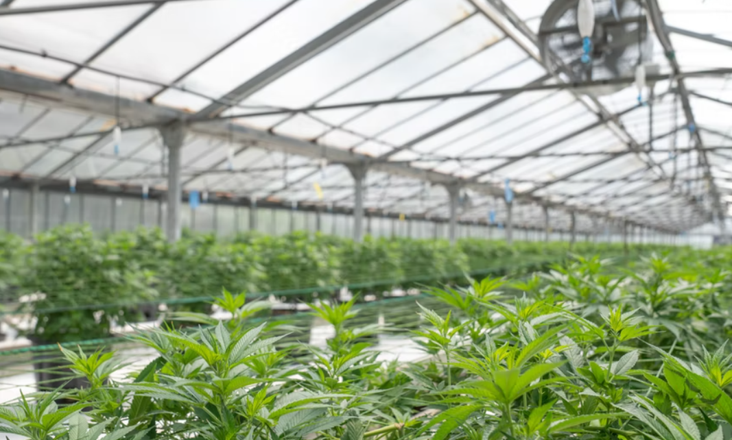 cannabis jobs, Cannabinoids Market Report