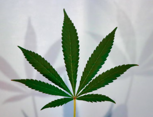 Kentucky Nears Operational Start for Medical Cannabis Dispensaries
