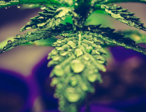 Global Cannabis Extraction Market Report 2022-2027