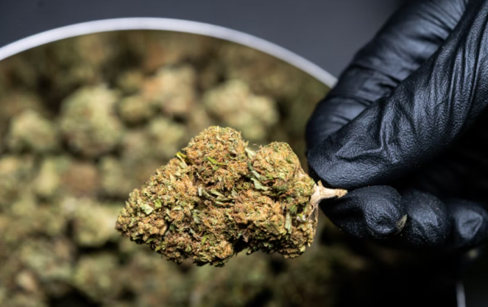 New Cannabis Strains