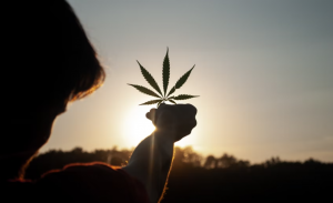 Cannabis