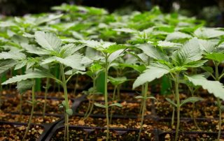 cannabis and hemp production, Cannabis Plant Nutrients Market